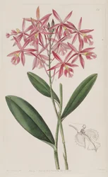 Epidendrum macrocarpum (als syn. Epidendrum schomburgkii)